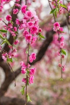 Spring blooming tree Stock Photos