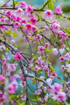 Spring blooming tree Foto stock