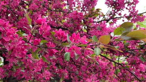 Spring blooming tree, pink flowers tremble in the wind Stock Footage 239933342