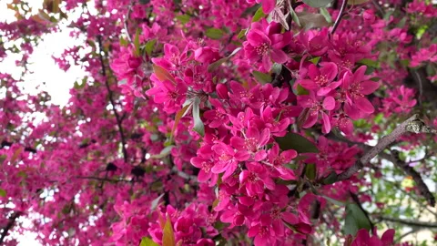 Spring blooming tree, pink flowers tremble in the wind vertical shot Stock Footage 239934132