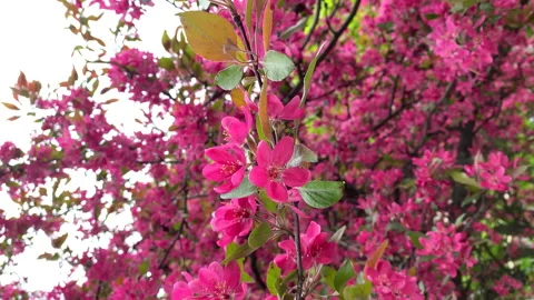 Spring blooming tree, pink flowers tremble in the wind vertical shot Stock Footage 239934677