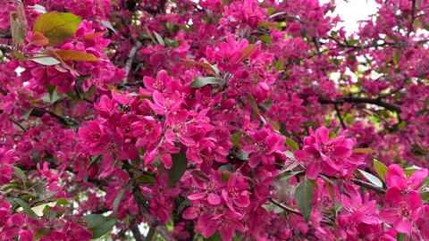 Spring blooming tree, pink flowers tremble in the wind Stock Footage 239935457