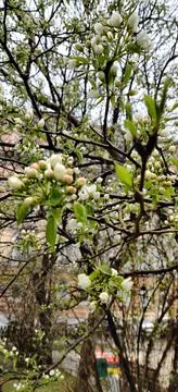 Spring. Blooming tree in the rain Stock Photos