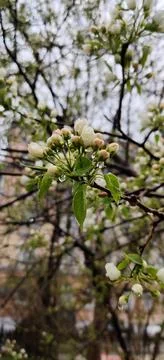 Spring. Blooming tree in the rain Stock Photos