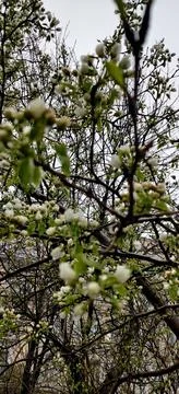 Spring. Blooming tree in the rain Stock Photos