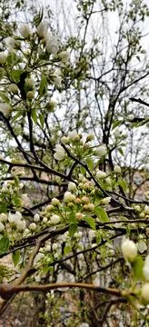 Spring. Blooming tree in the rain Stock Photos