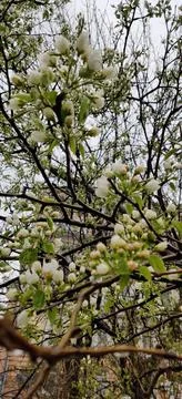 Spring. Blooming tree in the rain 库存照片