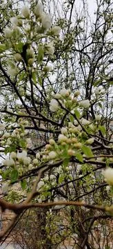Spring. Blooming tree in the rain Stock Photos