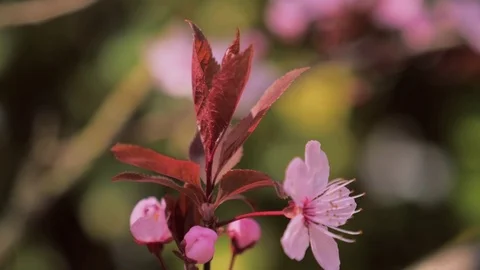 Spring blooming tree, Spring flowers Stockbeeldmateriaal 107335231