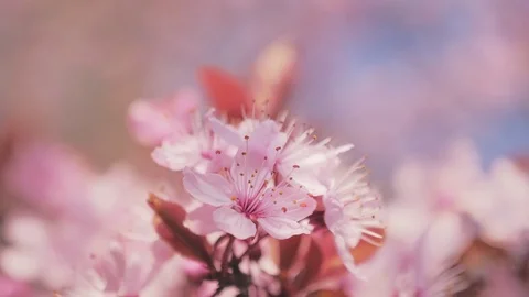 Spring blooming tree. Spring scene. Springtime Stock Footage 107334840