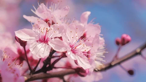 Spring blooming tree. Sunny day. Spring flowers. Stock Footage 107337006
