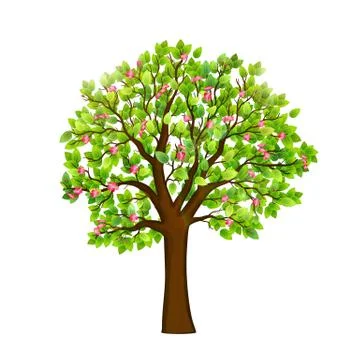Spring blooming tree on white background vector Illustrazione stock