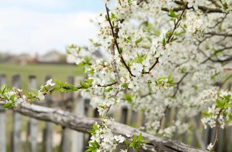 Spring blooming tree with white flowers in a rural garden. Close-up of blos.. 写真素材