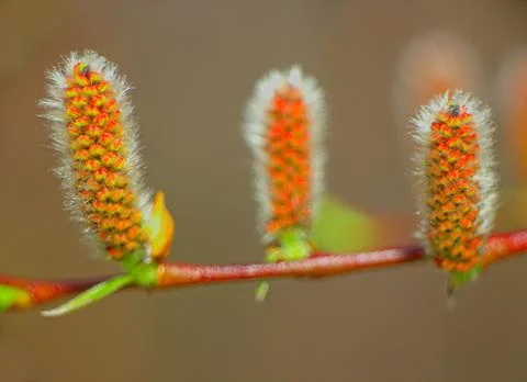 Spring blooming trees in the Arctic Stock Photos