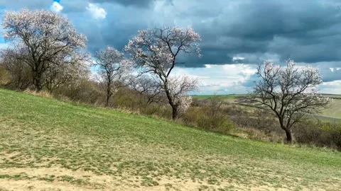 Spring Blooming Trees On The Hill, Sky With Dark Storm Clouds Stock Footage 268812980