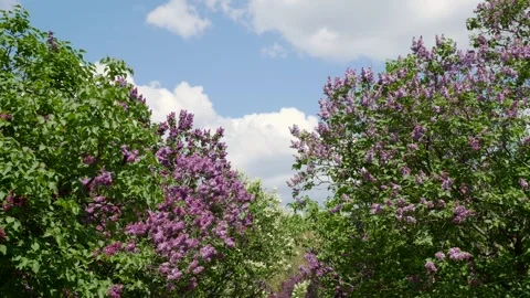 Spring blooming trees in the Kyiv Botanical Garden. Vídeos de archivo 265494649