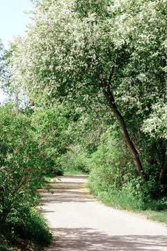 Spring blooming trees in the park. walking in the park Photos
