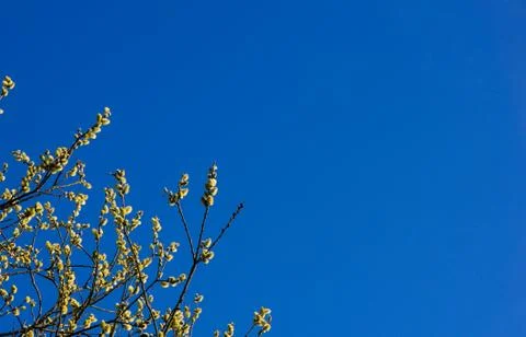 Spring blooming trees Stock Photos