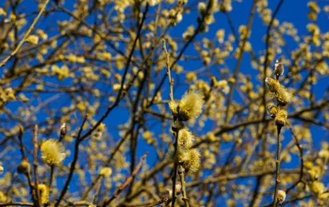 Spring blooming trees Stock Photos