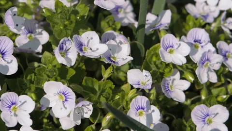 Spring. Blooming trees. White flowers against a blue sky. Stock-Footage 305584874