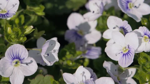 Spring. Blooming trees. White flowers. Stock-Footage 330900764