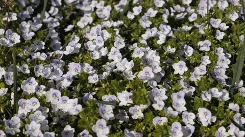 Spring. Blooming trees. White flowers. Stock-Footage 330901276