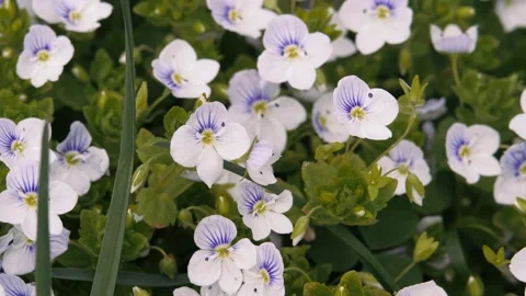 Spring. Blooming trees. White flowers. 库存影片 333146749