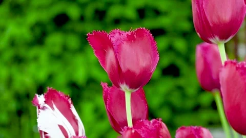 Spring Blooming tulip sway with the wind Stock Footage 275809572