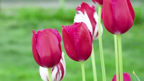 Spring Blooming tulip sway with the wind 스톡 동영상 275809621