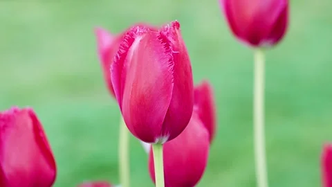 Spring Blooming tulip sway with the wind 스톡 동영상 275809934