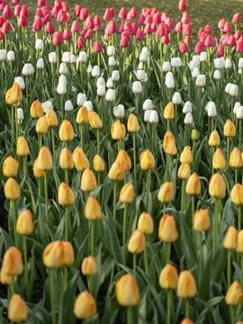 Spring blooming tulips Stock Photos