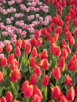 Spring blooming tulips Stock Photos