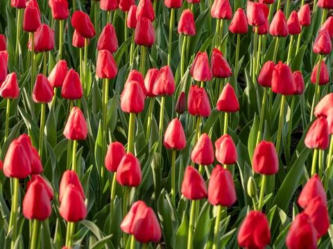 Spring blooming tulips Stock Photos
