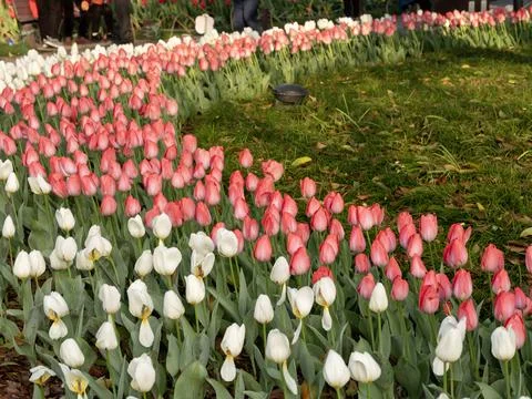 Spring blooming tulips Foto stock