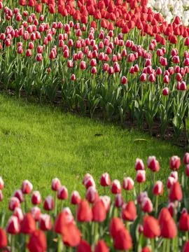 Spring blooming tulips Stock Photos