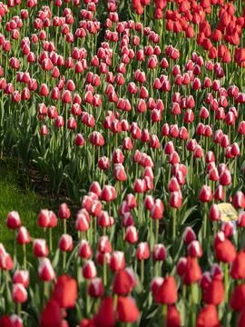 Spring blooming tulips Stock Photos