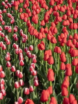 Spring blooming tulips Stock Photos