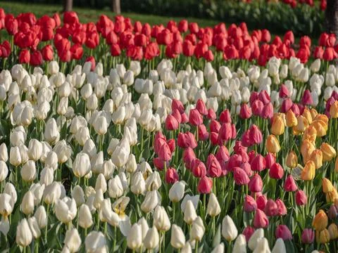 Spring blooming tulips Stock Photos