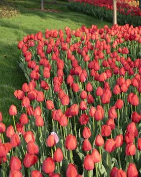 Spring blooming tulips Stock Photos
