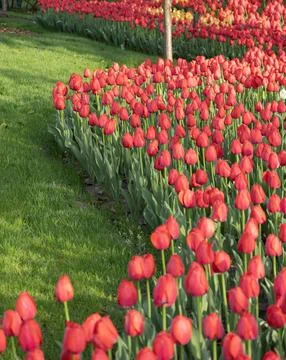 Spring blooming tulips Stock Photos