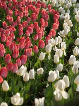 Spring blooming tulips Stock Photos