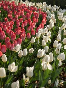 Spring blooming tulips Stock Photos
