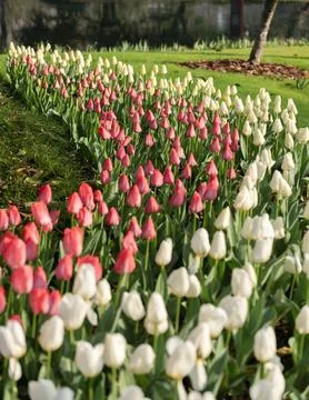 Spring blooming tulips Stock Photos