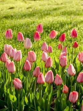 Spring blooming tulips Stock Photos