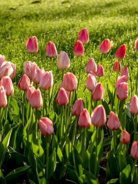 Spring blooming tulips Stock Photos