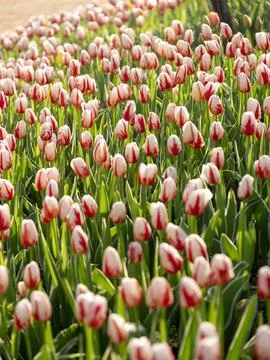 Spring blooming tulips Stock Photos