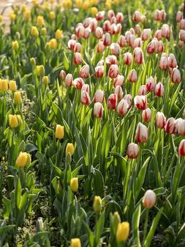 Spring blooming tulips Stock Photos