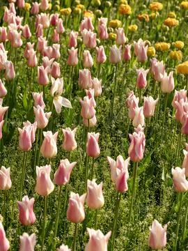 Spring blooming tulips Stock Photos