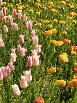 Spring blooming tulips Stock Photos