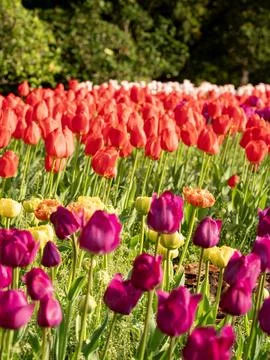 Spring blooming tulips Stock Photos